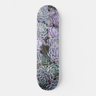 Skateboard Succulentes, Succulentes, Succulentes