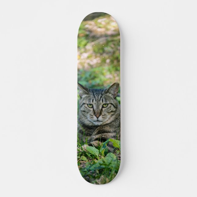 Skateboard Tabla de Skate Gato Gris Atigrado en un Prado (Devant)