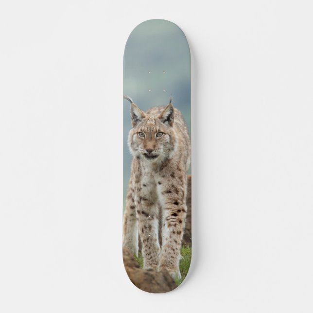 Skateboard Tabla de Skate Gato Montés Silvestre (Devant)