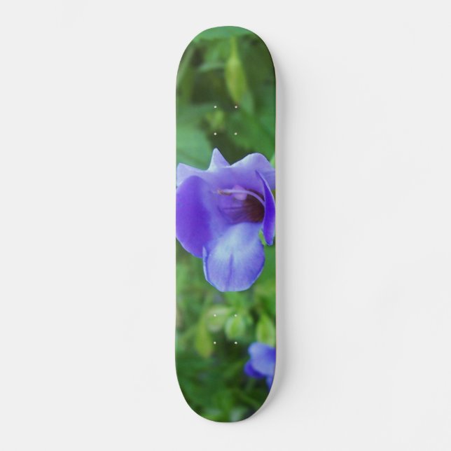 Skateboard Torenia (Recto)
