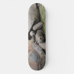 Skateboard tortues géantes