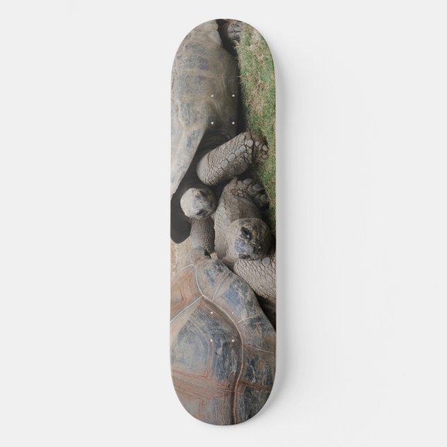 Skateboard tortues géantes (Recto)