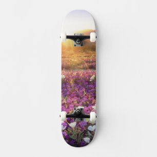 Skateboard USA, Californie, Anza-Borrego Desert State Park. 2
