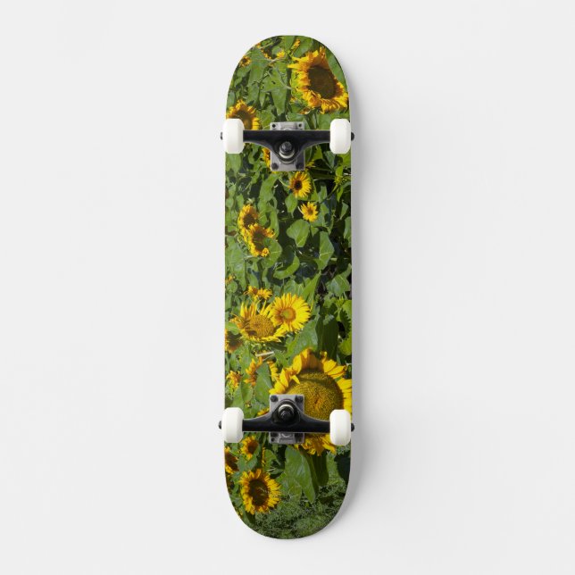 Skateboard WA, comté de Kittitas, champ de tournesols (Recto)