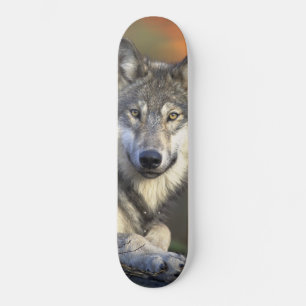 Skateboard Wolf Wisdom
