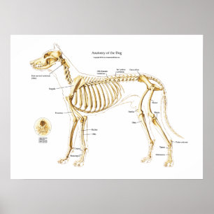 Skeletal Anatomy of the Dog Poster
