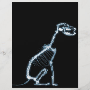 SKELETON X-RAY CHIEN SITTING - BLEU & NOIR