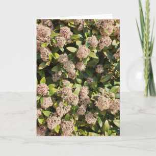 Skimmia Japonica dans la carte de parc
