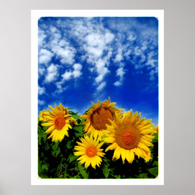 Sky and Bloom, poster (Devant)