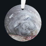 Sleeping elephant seal<br><div class="desc">A young elephant seal sleeping an the beach in Antarctica.

©Angelika Stern</div>