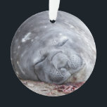 Sleeping elephant seal<br><div class="desc">A young elephant seal sleeping an the beach in Antarctica.

©Angelika Stern</div>