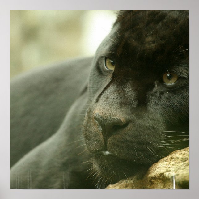 Sleeping Panther Poster (Devant)