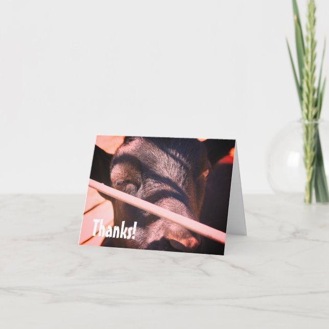 Sleepy Bull Farm Animal Nature Carte de remercieme (Devant)