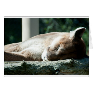 Sleepy Cougar, Tu es adorable