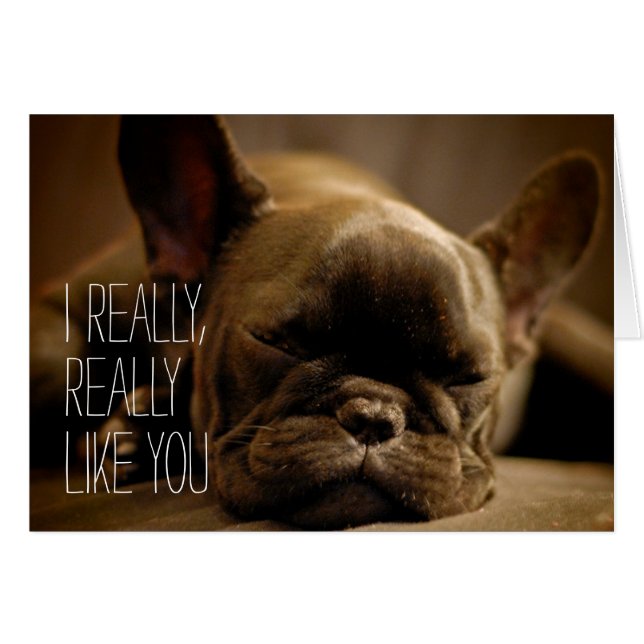 Sleepy French Bulldog (Devant horizontal)