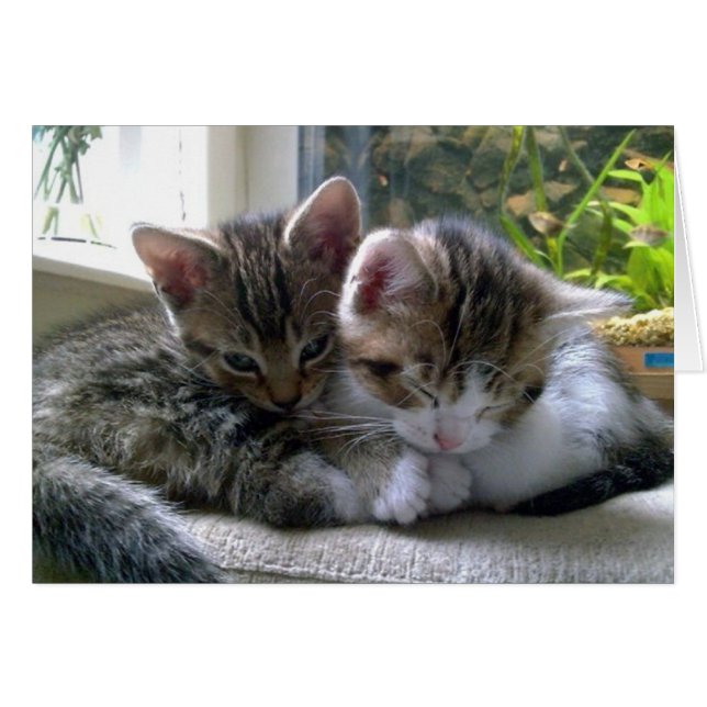 Sleepy Kittens (Devant horizontal)