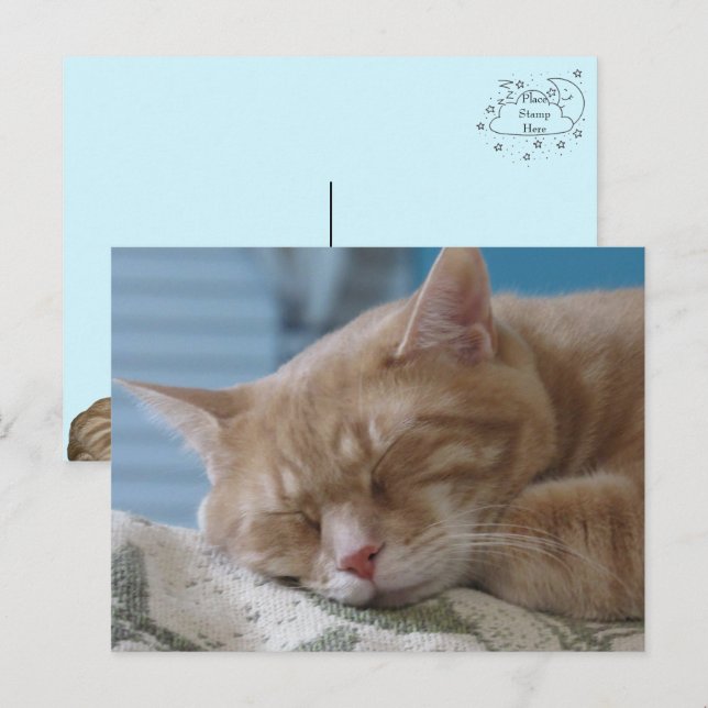 Sleepy Kitty Taz - Carte postale de chat (Devant / Derrière)