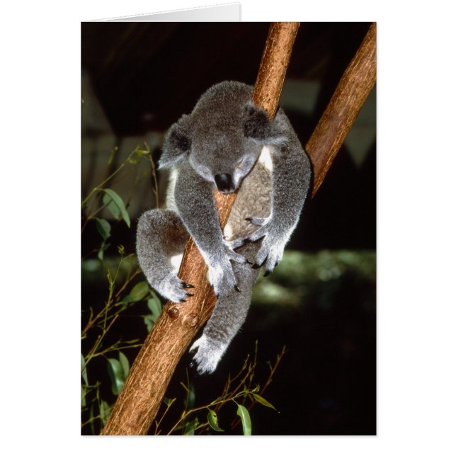 Sleepy Koala (Devant)
