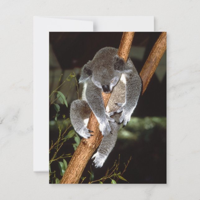 Sleepy Koala (Devant)