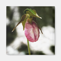 Slipper de dame #8299 Magnet