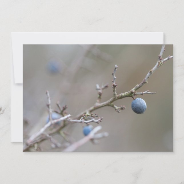 Sloe Berries Carte photo de la nature (Devant)