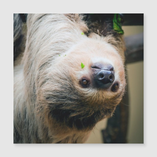 Sloth 005 (Devant)