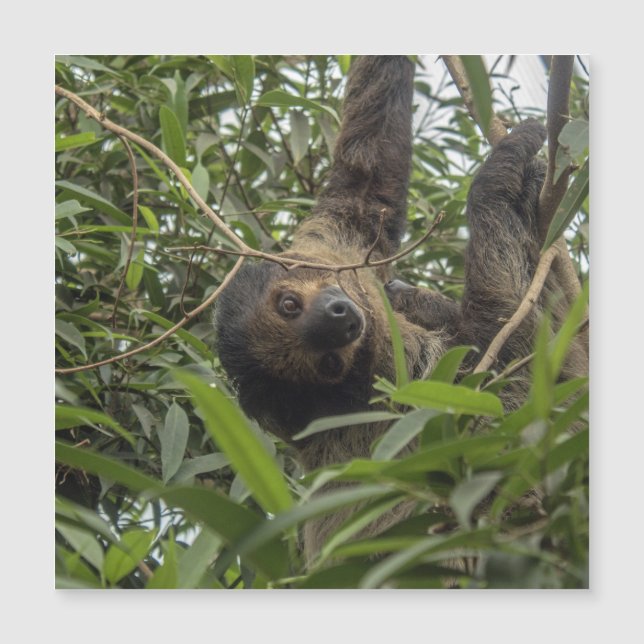 Sloth_20171103_by_JAMFoto (Devant)