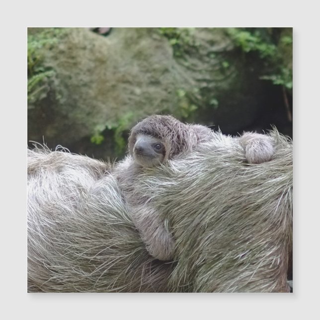 Sloth_20171104_par_JAMFoto (Devant)