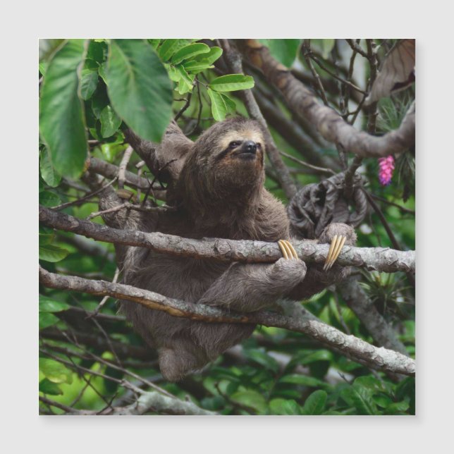 Sloth_20171106_by_JAMFoto (Devant)