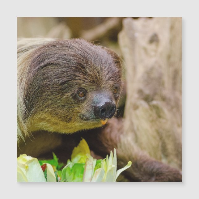 Sloth_20171108_by_JAMFoto (Devant)