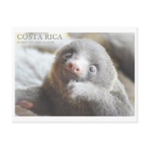 Sloth carte postale souvenir Costa Rica
