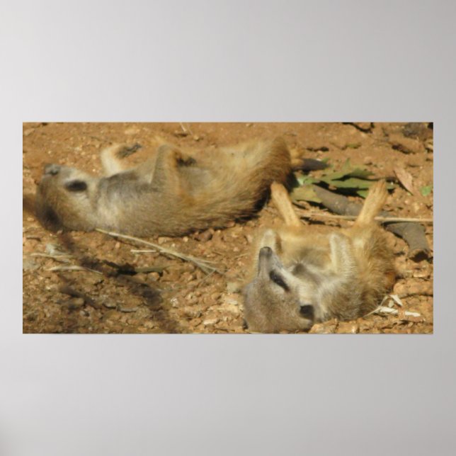 Slumbering Meerkats poster (Devant)