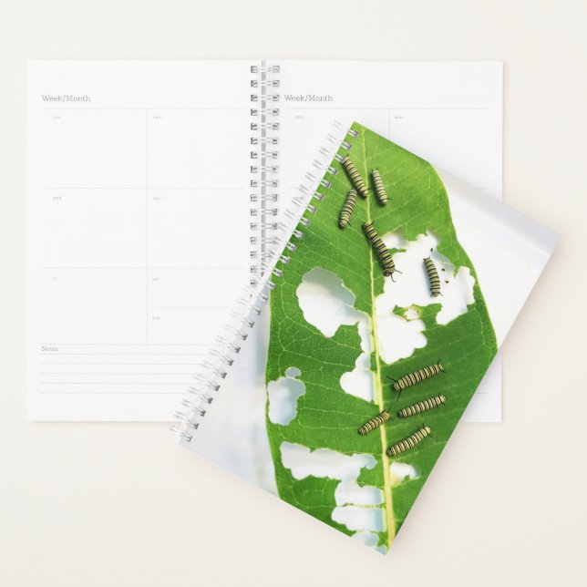 Sm Planner Tiny Monarch Caterpillar (Devant avec enveloppe)
