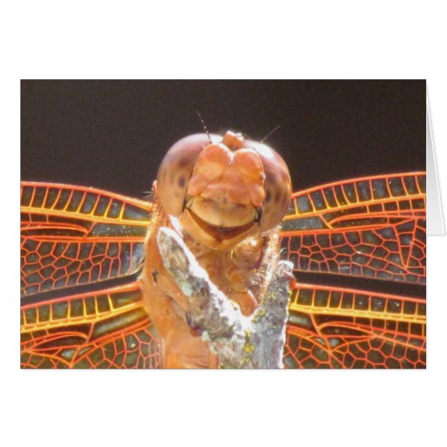 Smiler (Devant horizontal)