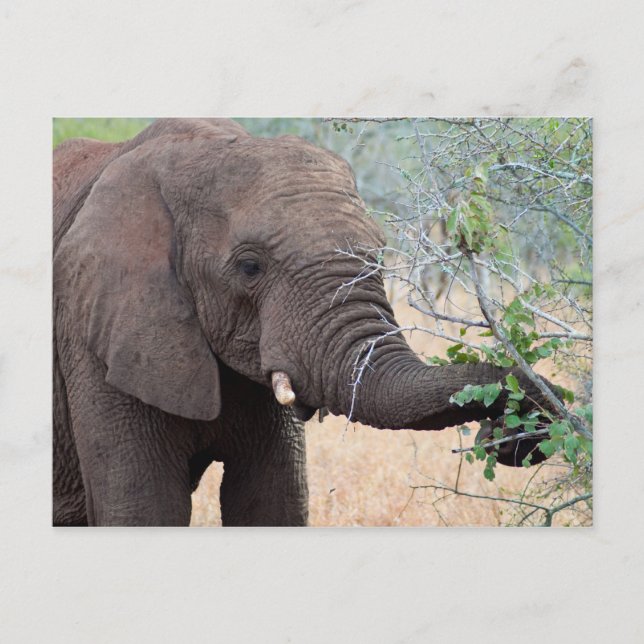 Snack Time - Carte postale Elephant (Devant)