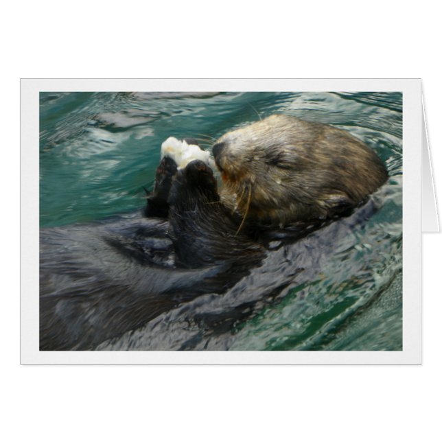 Snacking de loutre de mer (Devant Horizontal)