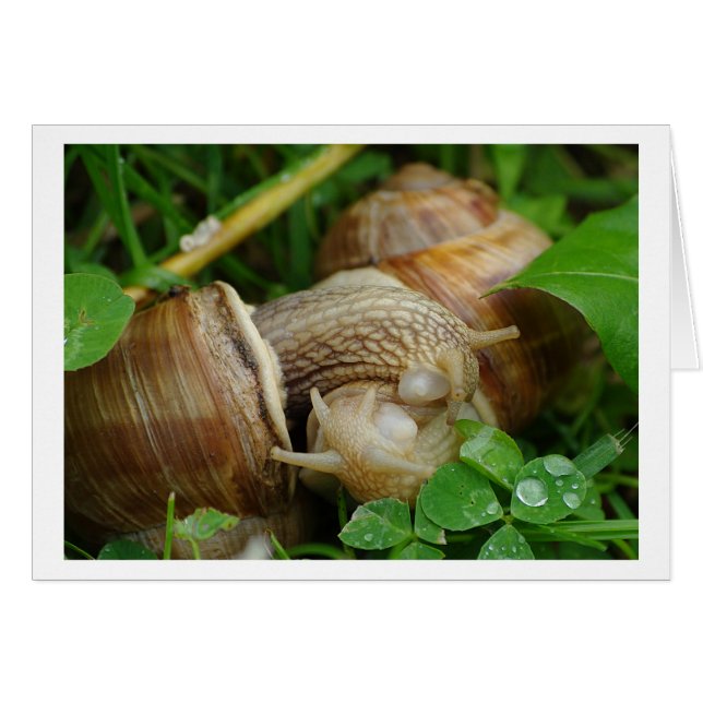 Snails Love Kiss Card (Devant horizontal)