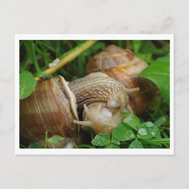 Snails Love Kiss Carte postale (Devant)