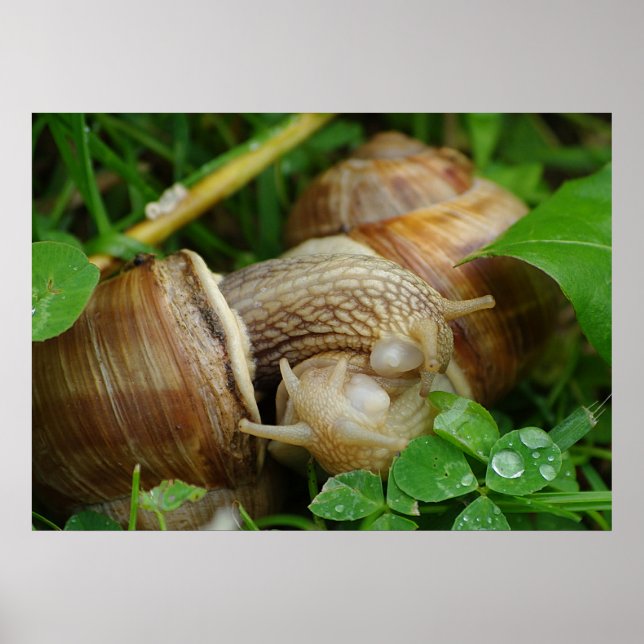 Snails Love Kiss Poster (Devant)