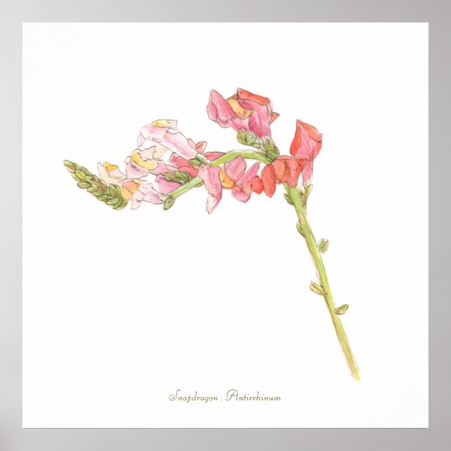 Snapdragon Print, Value Poster Paper (Matte) (Devant)