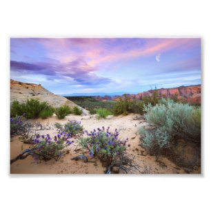 Snow Canyon Sunrise Paysage Fleur sauvage Photo