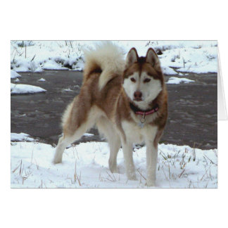 Snow Husky