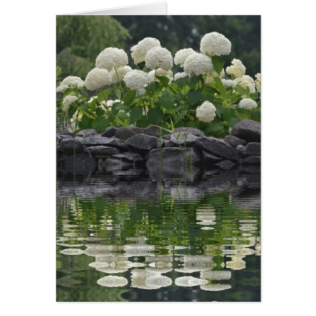 Snowball Bush Hydrangea (Devant)