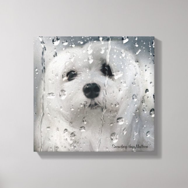 Snowdrop, toile maltaise Imprimer (Recto)