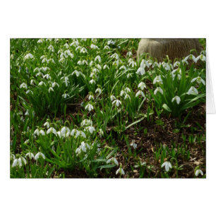 Snowdrops