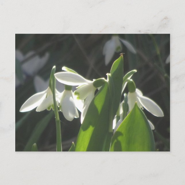 Snowdrops do-it-yourself carte postale (Devant)