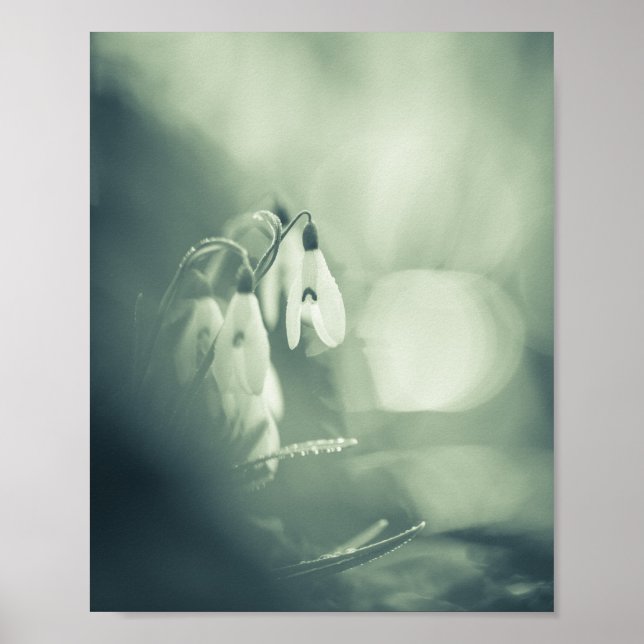 Snowdrops Nature Photo Poster (Devant)