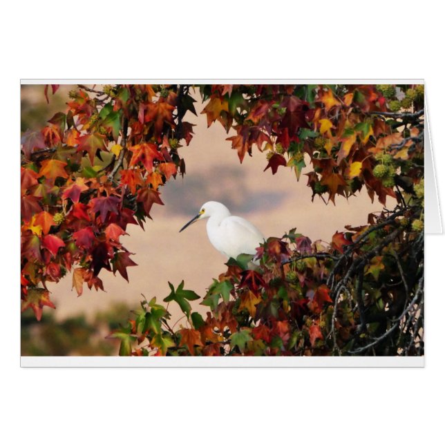 Snowy egret in the Fall color (Devant Horizontal)