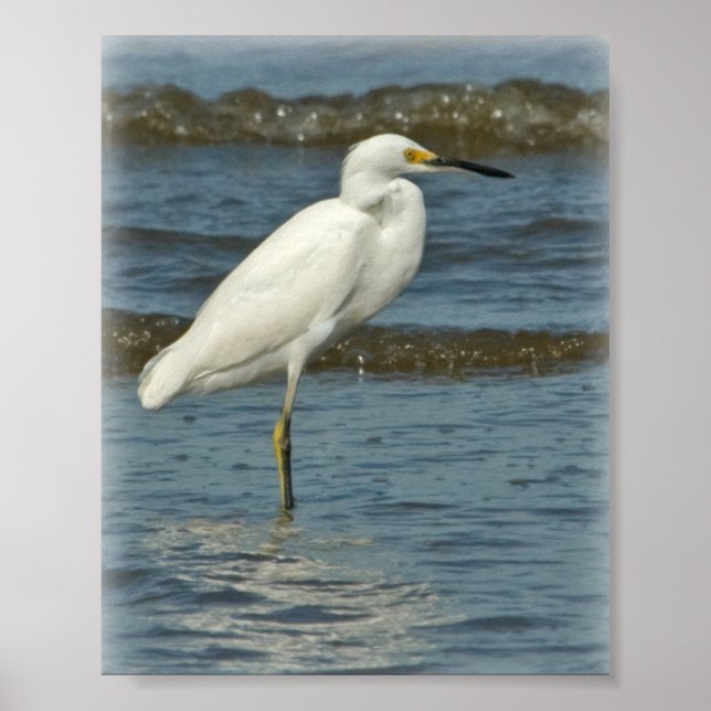 Snowy Egret Poster (Devant)