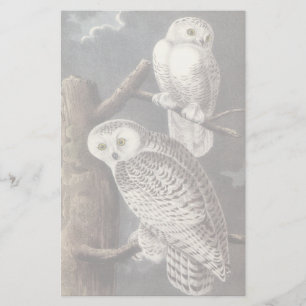 Snowy Owl, John Audubon